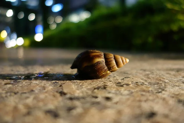 One big housing screw on a pathway at night — Stock Fotó