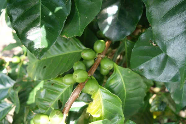 Зелені нестиглі кавові зерна на кущі — стокове фото