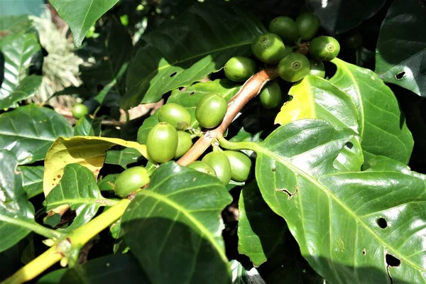 Gröna omogna kaffebönor vid busken — Stockfoto