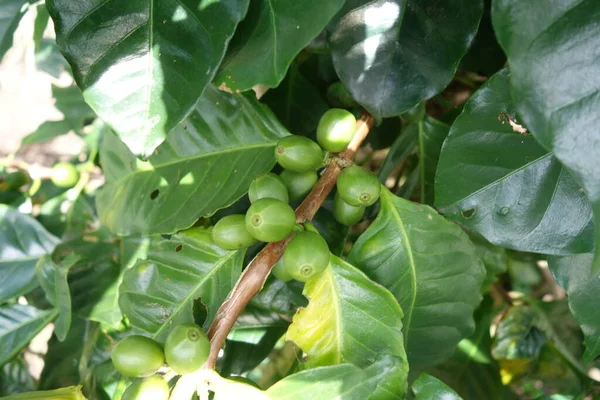 Gröna omogna kaffebönor vid busken — Stockfoto