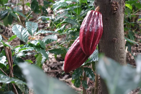나무 위에 있는 두 개의 붉은 코코아 열매 — 스톡 사진
