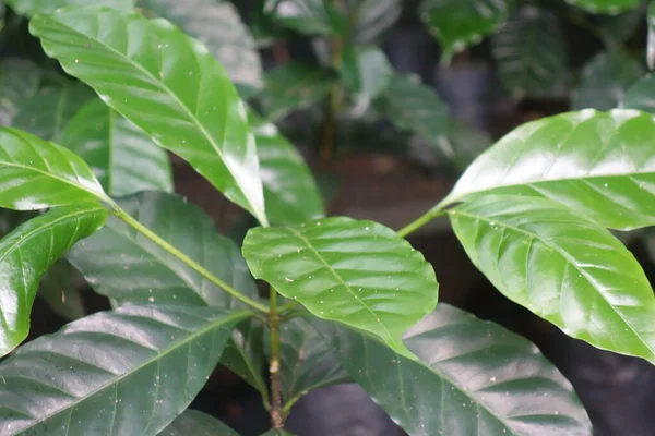 Liście małej rośliny kawy jako zbliżenie — Zdjęcie stockowe