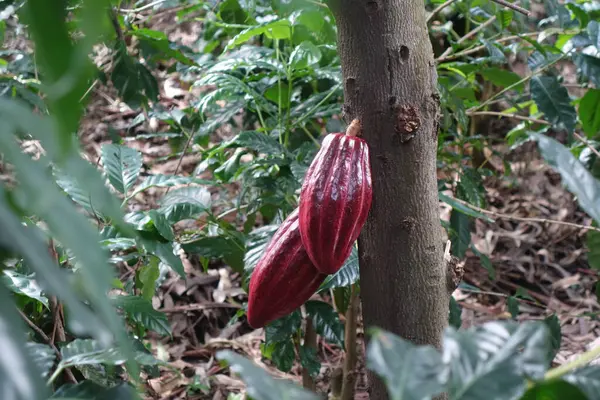 Дві червоні какао-боби на дереві — стокове фото