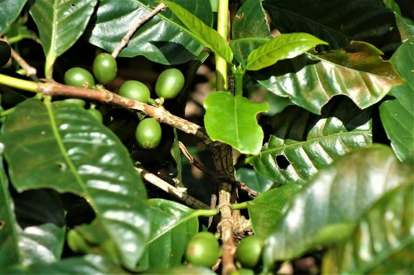 Green unripe coffee beans at the bush — Photo
