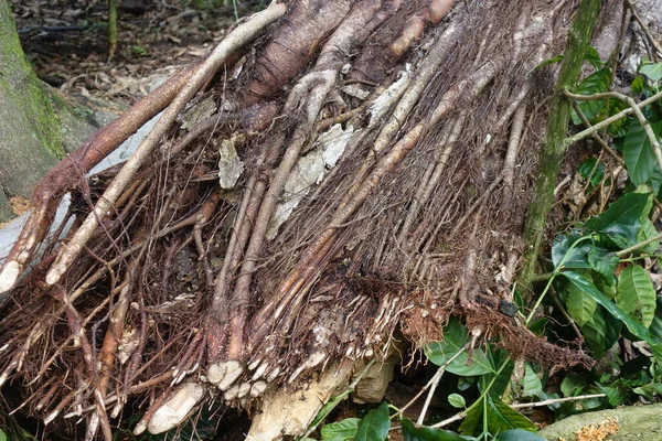 Yağmur ormanlarında eski bir ağaç kökü