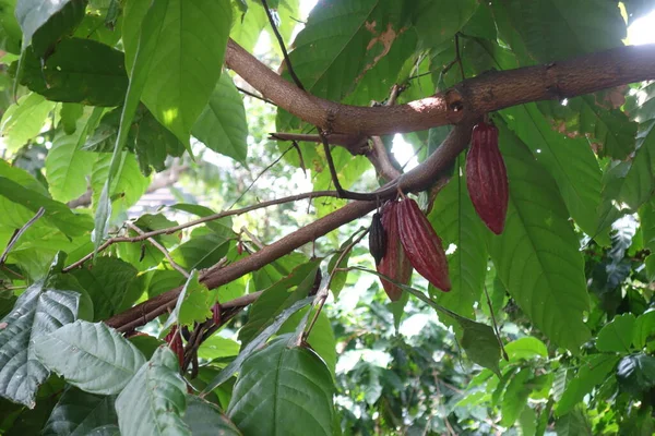 나무 위에 있는 붉은 코코아 열매 — 스톡 사진