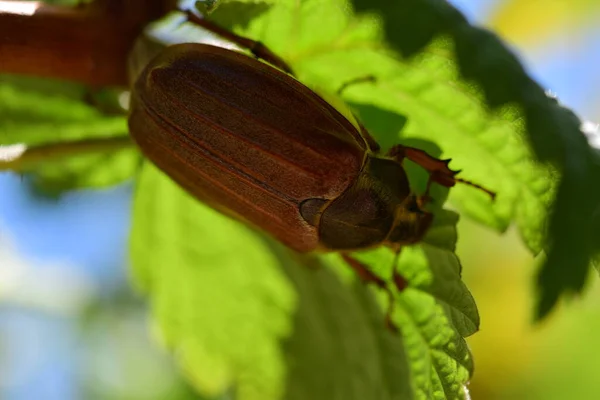 Um besouro pode se senta sob uma folha de framboesa — Fotografia de Stock