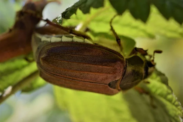 라즈베리 잎 밑에 앉아 있는 딱정벌레 — 스톡 사진