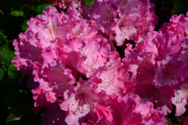 Yakın plan olarak pembe rhododendron tomurcuğu