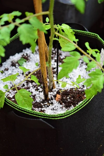 Hail Tomatoplant Fleece Plant Pot Thunderstorm Close — Stock Photo, Image