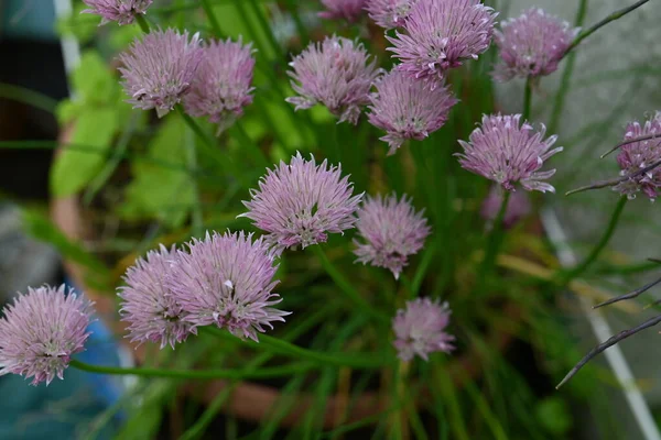 Erba Cipollina Fiore Come Primo Piano — Foto Stock