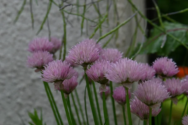 Erba Cipollina Fiore Come Primo Piano — Foto Stock