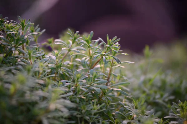 Cleavers - Gün batımında arka planda Galiume aparine