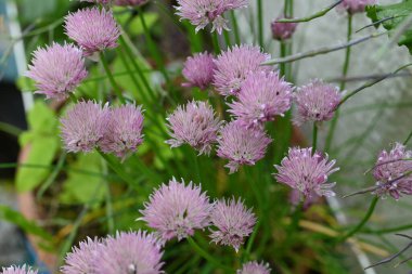 Çiçekli frenk soğanları yakın çekim olarak kullanılıyor.