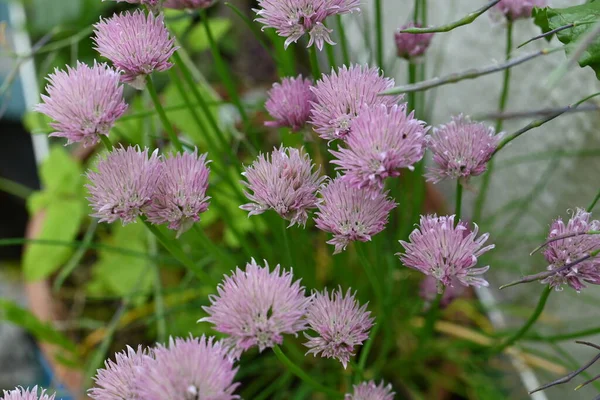 Erba Cipollina Fiore Come Primo Piano — Foto Stock