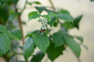 Olgunlaşmamış böğürtlen çalılıkta bulanık bir arka plana yakın plan olarak