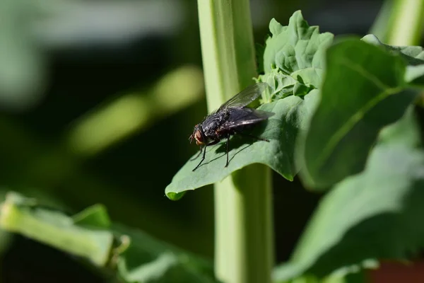 Mouche Noire Sur Une Feuille Chou Grren Comme Gros Plan — Photo