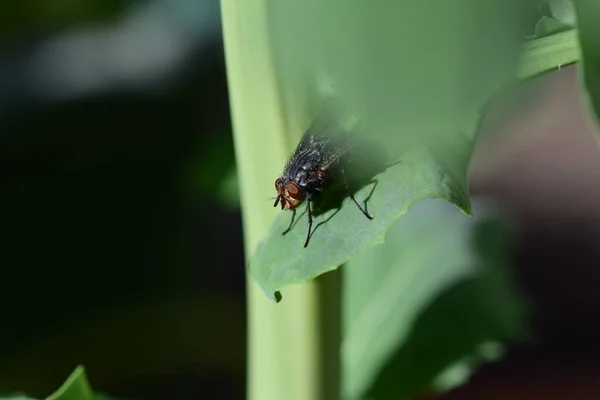 Black Fly Grren Cabbage Leaf Closeup — Stock Fotó