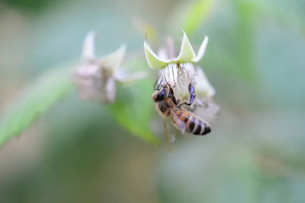 Unripe Rashberry Bee Bush Closeup Blurred Background — 스톡 사진