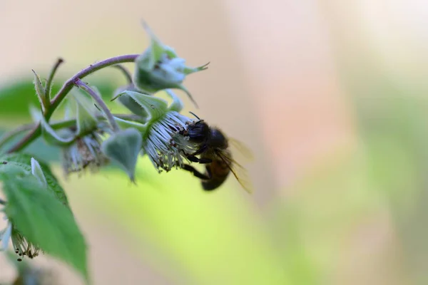 Unripe Rashberry Bee Bush Closeup Blurred Background — 스톡 사진