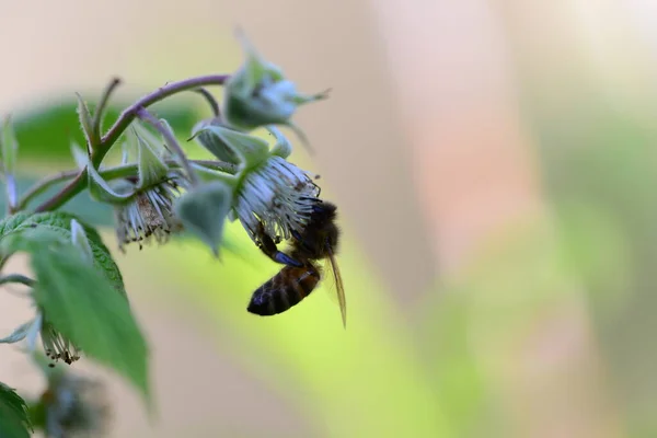 Unripe Rashberry Bee Bush Side View Closeup Blurred Background — Foto de Stock
