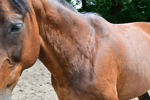 Colmeia Rodas Alérgicas Pescoço Cavalos Como Visão Lateral Fotos De Bancos De Imagens