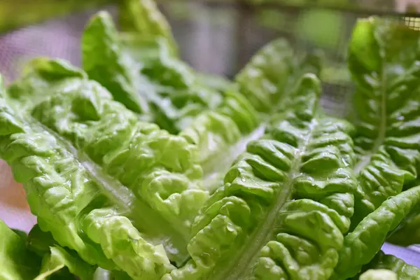 Hojas Verdes Lechuga Fresca Como Primer Plano —  Fotos de Stock