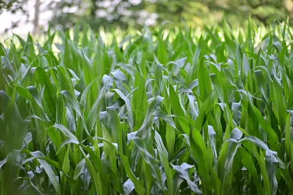 Cornfield Con Piante Crescita Circondate Grandi Alberi — Foto Stock