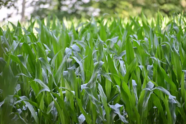 Cornfield Την Καλλιέργεια Φυτών Που Περιβάλλεται Από Μεγάλα Δέντρα — Φωτογραφία Αρχείου