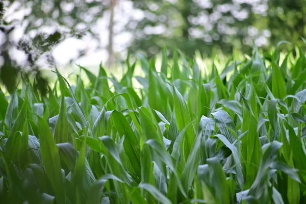 Cornfield Dengan Tanaman Yang Tumbuh Dikelilingi Oleh Pohon Pohon Besar — Stok Foto