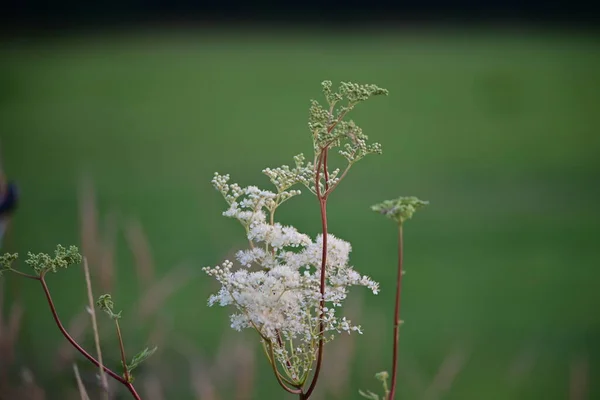 White Flowering Plant Green Meadow Close — Foto Stock