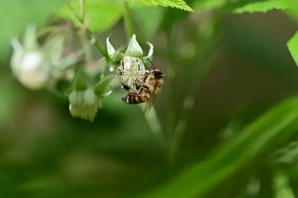 Unripe Rashberry Bee Bush Closeup Blurred Background — ストック写真