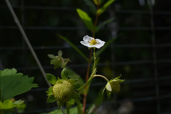 Fragole Che Trasformano Fiori Bacche Come Primo Piano — Foto Stock