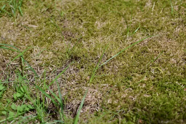 Mossy Lawn Close — Stock Photo, Image