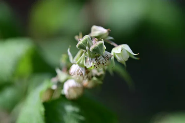 Rashberry Branch Flowering Seeds Blossom Close Green Blurred Background — Fotografia de Stock
