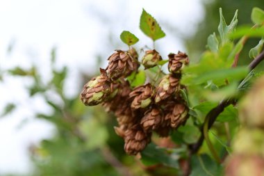 Bulanık yeşil ağaçlara karşı kahverengi ve yeşil kozalaklar