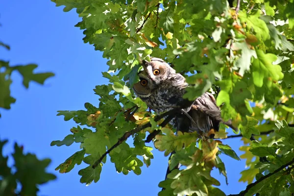 Long Eared Owl Asio Otos Sits Branch Plane Tree —  Fotos de Stock