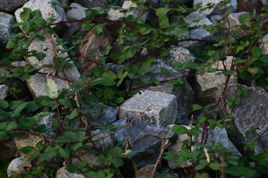 Böğürtlen sarmaşıklarıyla kaplanmış taşlar.