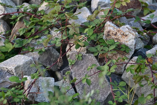 Πέτρες Κατάφυτες Από Αμπέλια Βατόμουρου Κοντινό Πλάνο — Φωτογραφία Αρχείου
