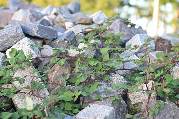 Piedras Cubiertas Vides Mora Como Primer Plano —  Fotos de Stock