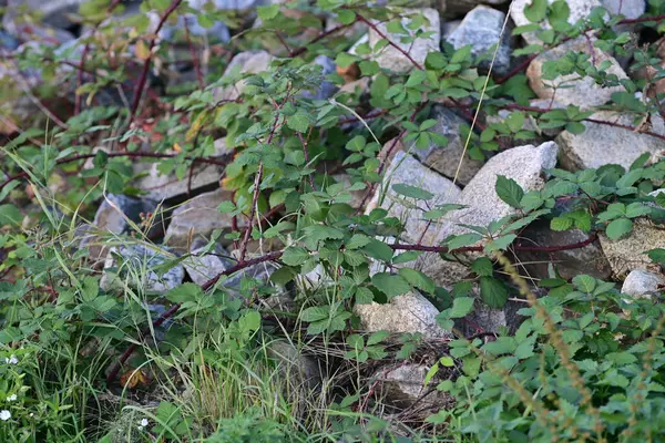 Von Brombeerranken Überwucherte Steine Als Nahaufnahme — Stockfoto