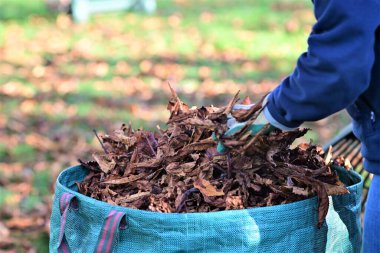 Kahverengi sonbahar yaprakları arka planda yeşil bir çimenlik olan büyük bir çantaya konur.