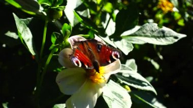 Bir çiçeğin üzerindeki kelebek. Yakın çekim yapılıyor..