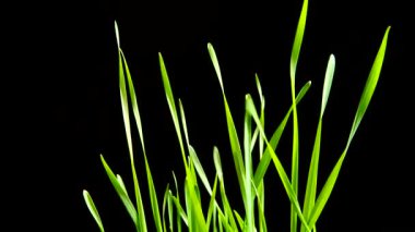 Siyah arka planda filizlenmiş buğday taneleri.