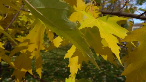 Sonbahar Akçaağaç Yaprakları Parktaki Ağaç Dallarında Yavaş Çekim — Stok video