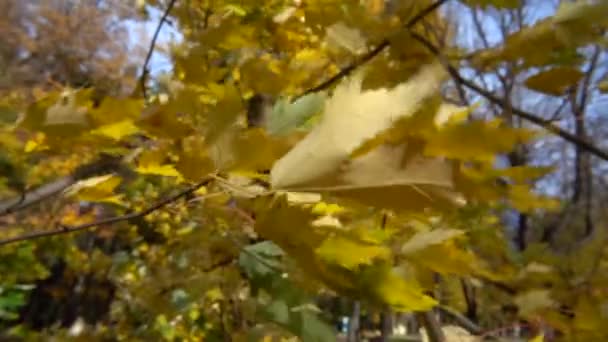公园里的树枝上挂着秋天的枫叶 慢动作 — 图库视频影像