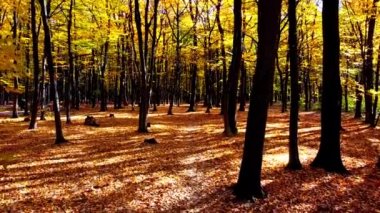Sonbahar parkındaki bir uçuşun insansız hava aracı görüntüsü.