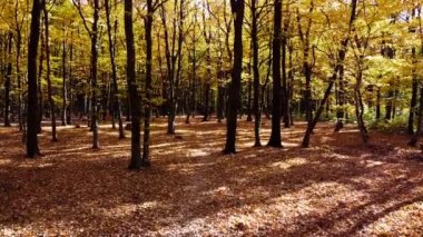 Sonbahar parkındaki bir uçuşun insansız hava aracı görüntüsü.