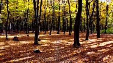 Sonbahar parkındaki bir uçuşun insansız hava aracı görüntüsü.