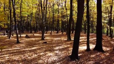Sonbahar parkındaki bir uçuşun insansız hava aracı görüntüsü.